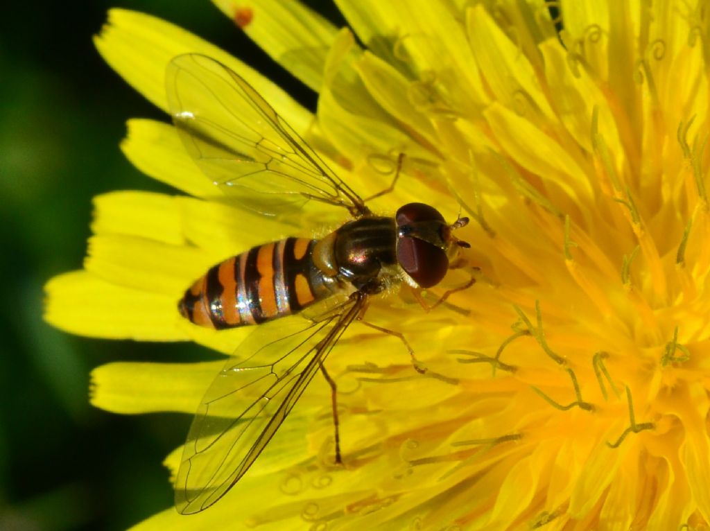 Syrphidae  LSC1 - Episirphus balteatus